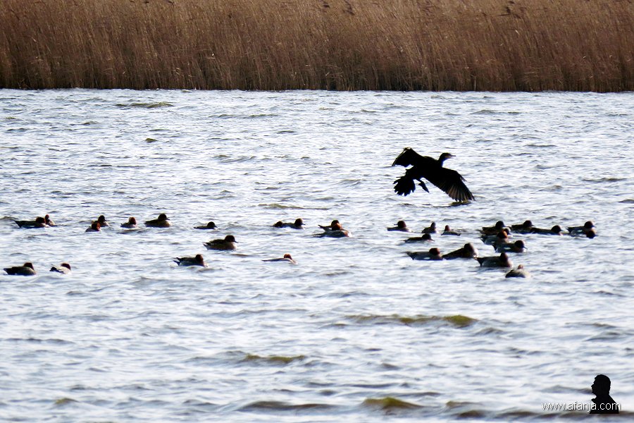 landende aalscholver