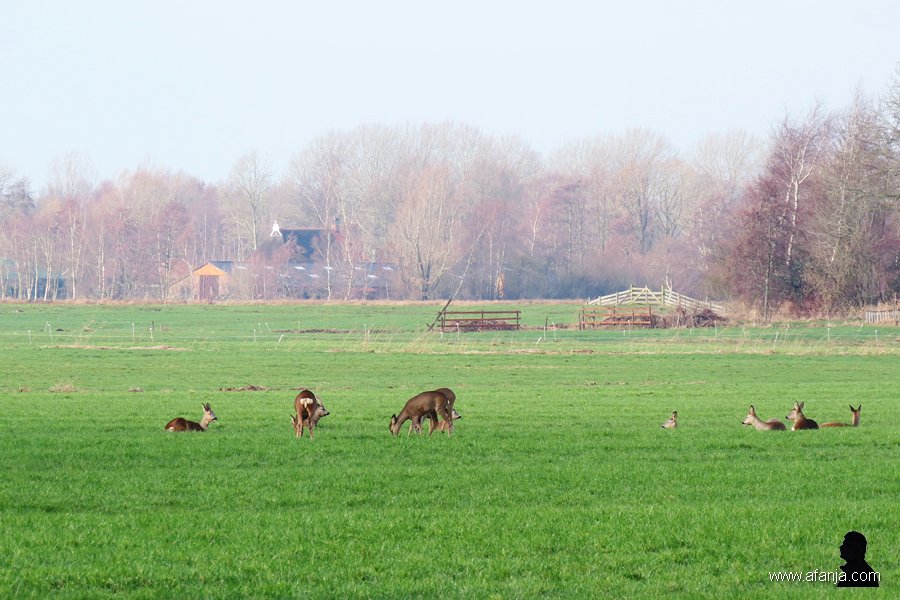 reeën in de Jan Durkspolder - 1