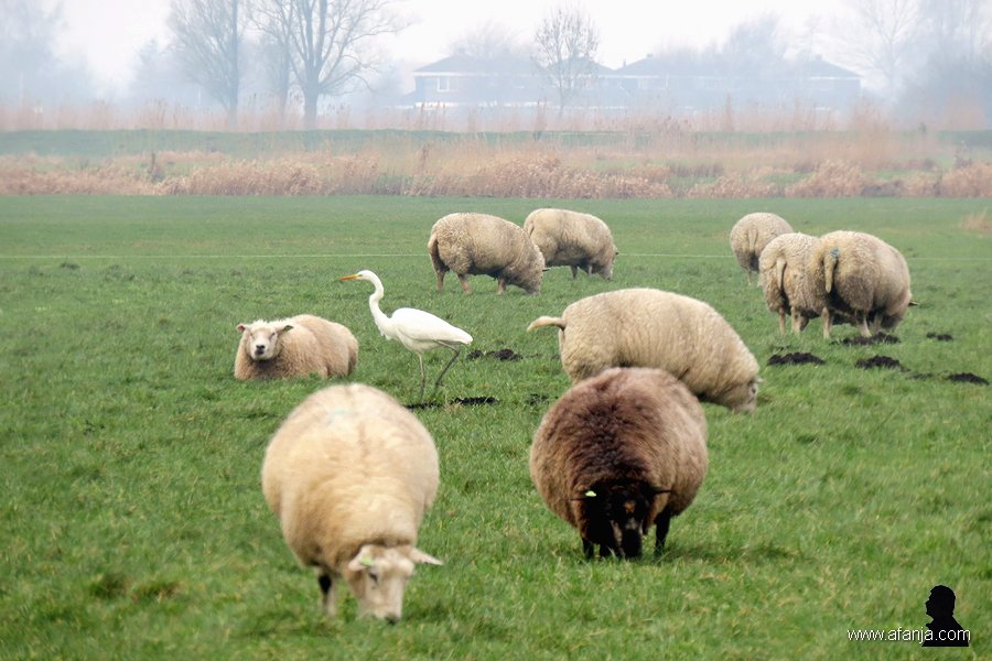 zilverreiger en schapen - 1