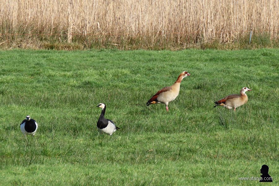 brandganzen en nijlganzen (1)