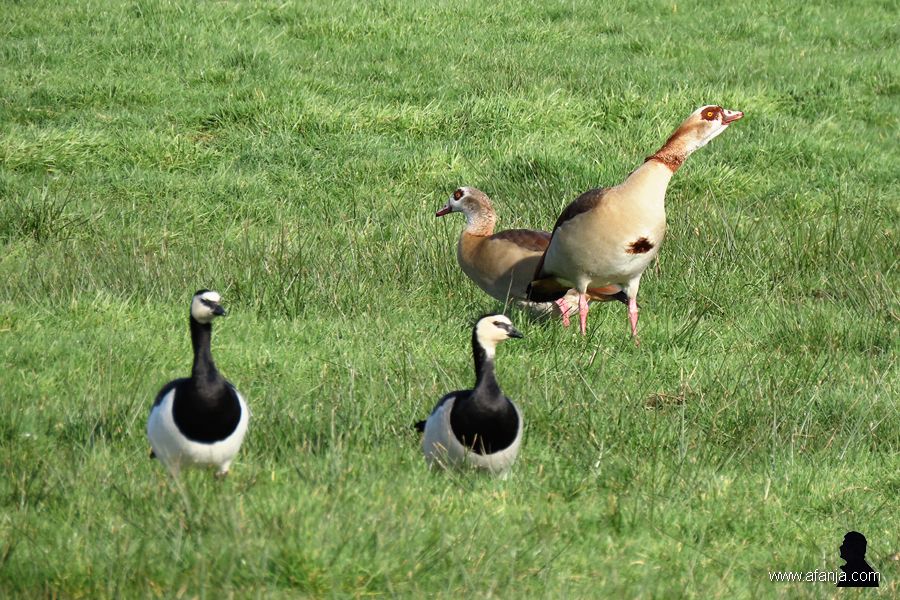 brandganzen en nijlganzen (2)