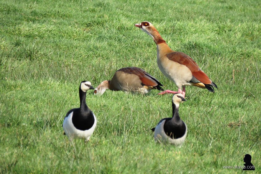 brandganzen en nijlganzen (1)
