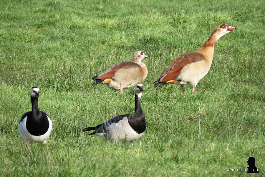 brandganzen en nijlganzen (2)