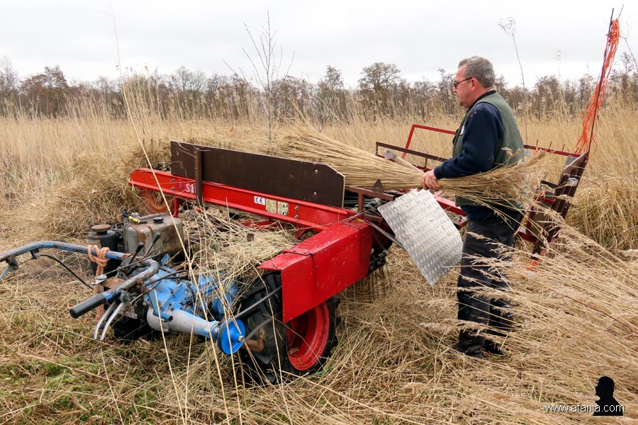 gestaag zwoegt de rietsnijder voort