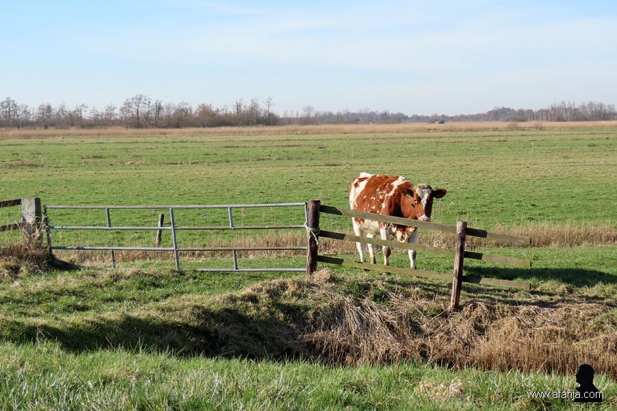 25-2-2019: koeien in de wei