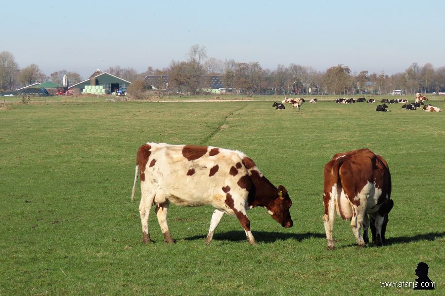 25-2-2019: kei yn it lân (3)