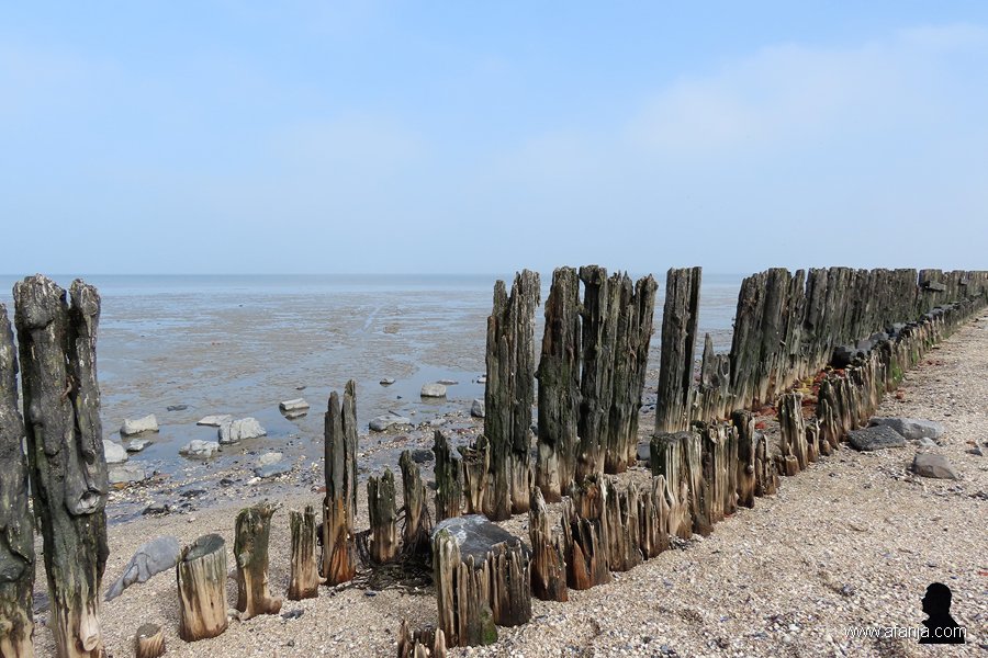 een oude palenrij (1)