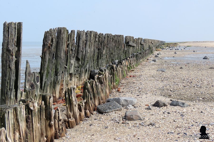 een oude palenrij (2)