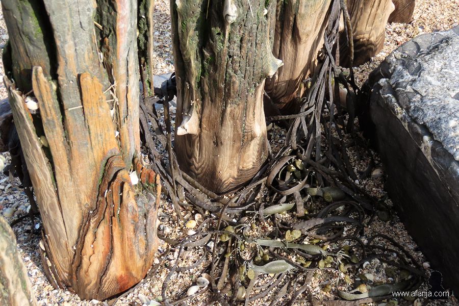 een oude palenrij (7)