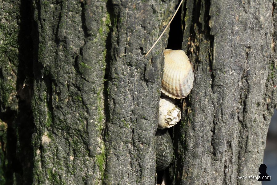 een oude palenrij (8)