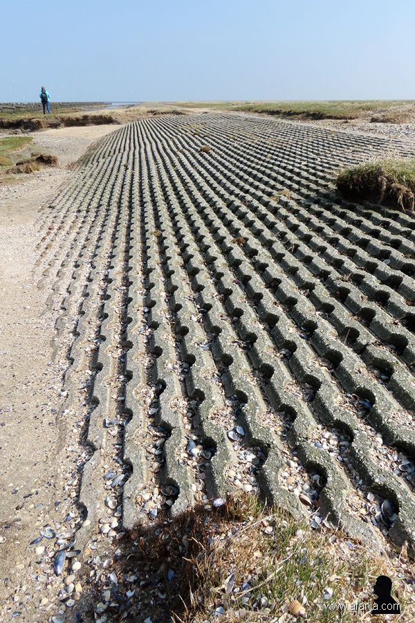 buitendijks gebied de Peazemerlannen (4)