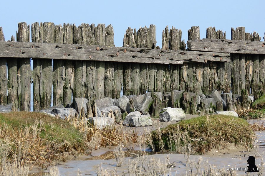 een oude palenrij (3)