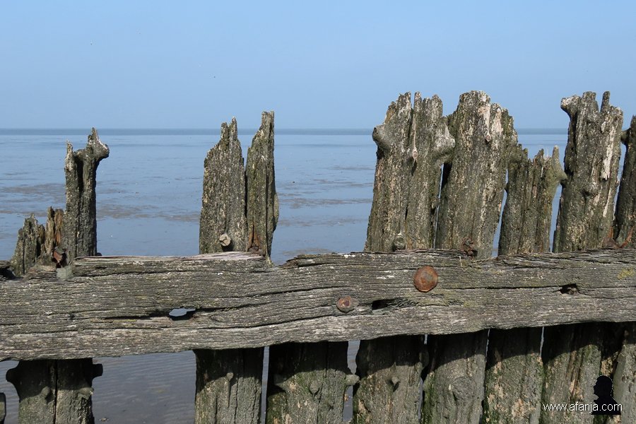 een oude palenrij (6)