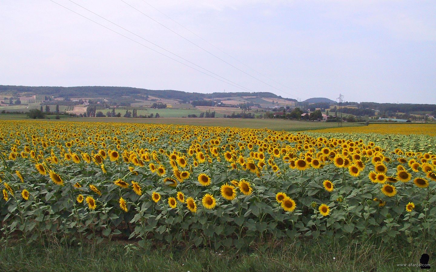 zonnebloemen bij Monflanquin, Frankrijk