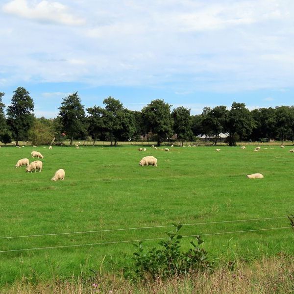 grazende schapen aan het Zuiderend