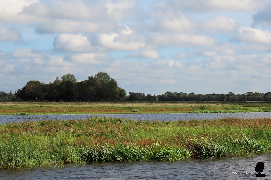 in de verte een groepje ganzen