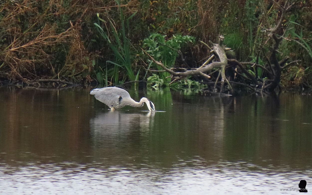 blauwe zilverreiger doet verwoede pogingen om een maaltje vis te vangen