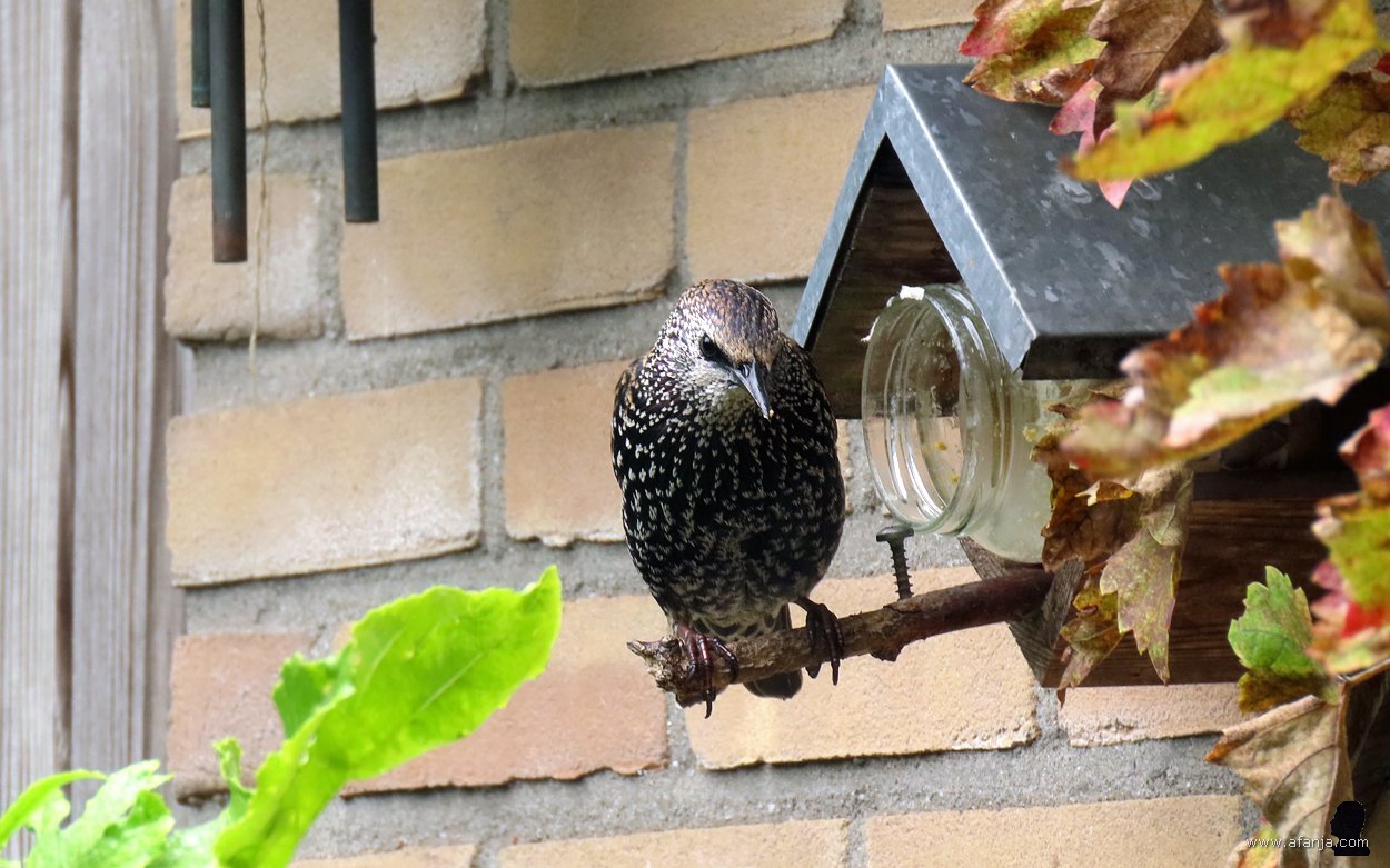 een spreeuw bij de lege pindakaaspot (1)