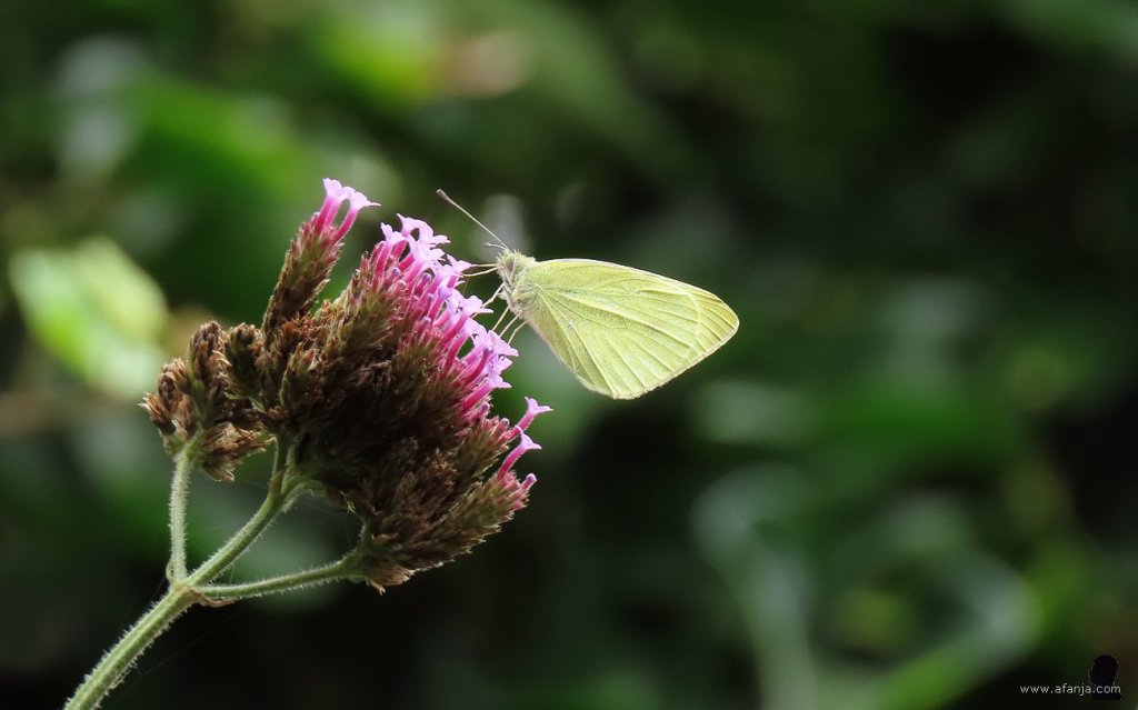 een witje op de verbena (1)