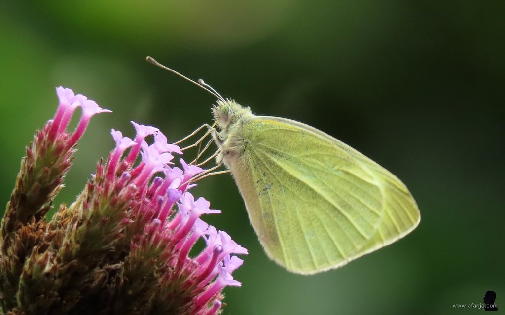 een witje op de verbena (2)