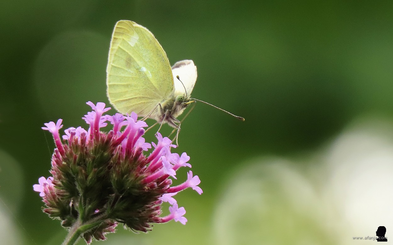 witje op de verbena steekt zijn tong uit