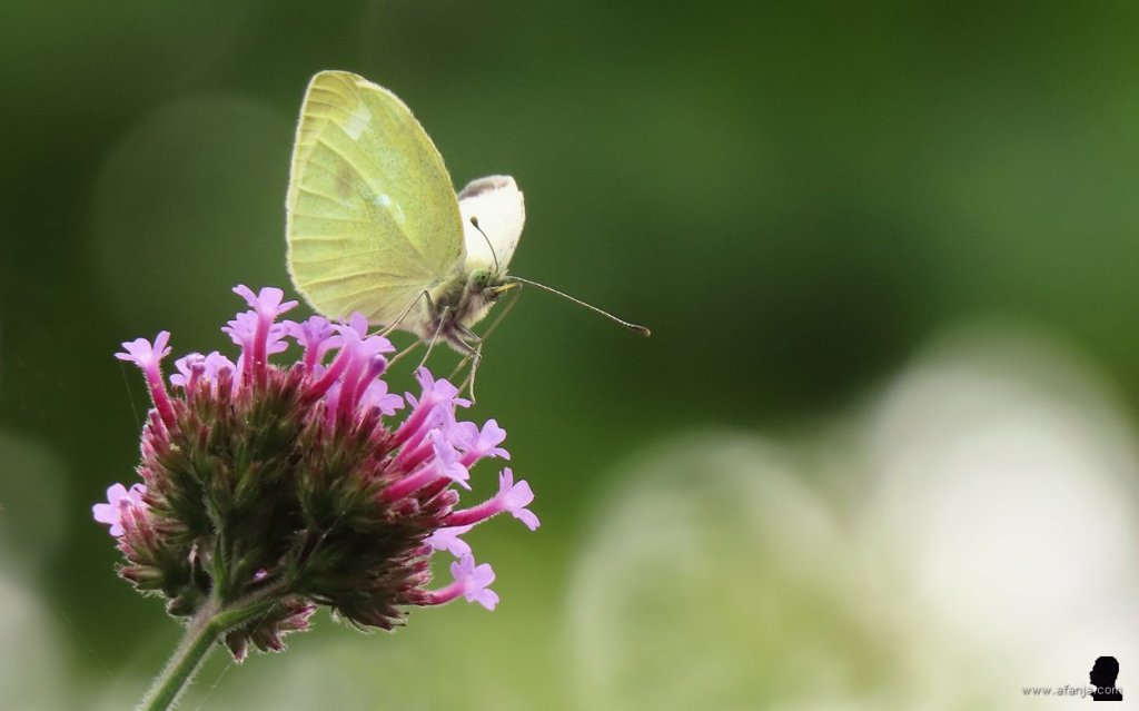 een witje op de verbena (3)