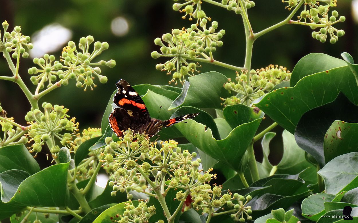 een atalanta op de hedera (1)