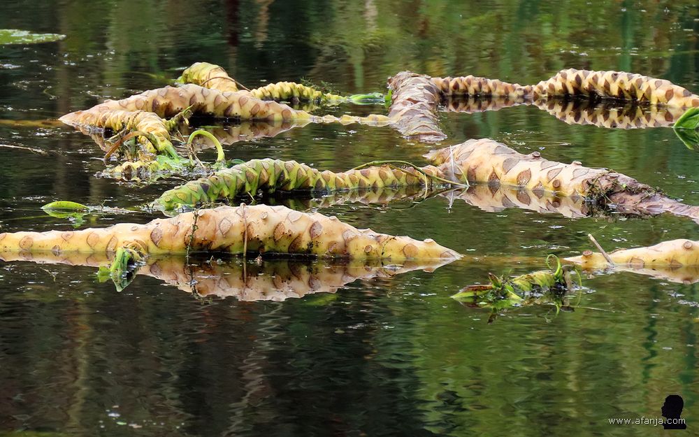 wortelstokken van de gele plomp