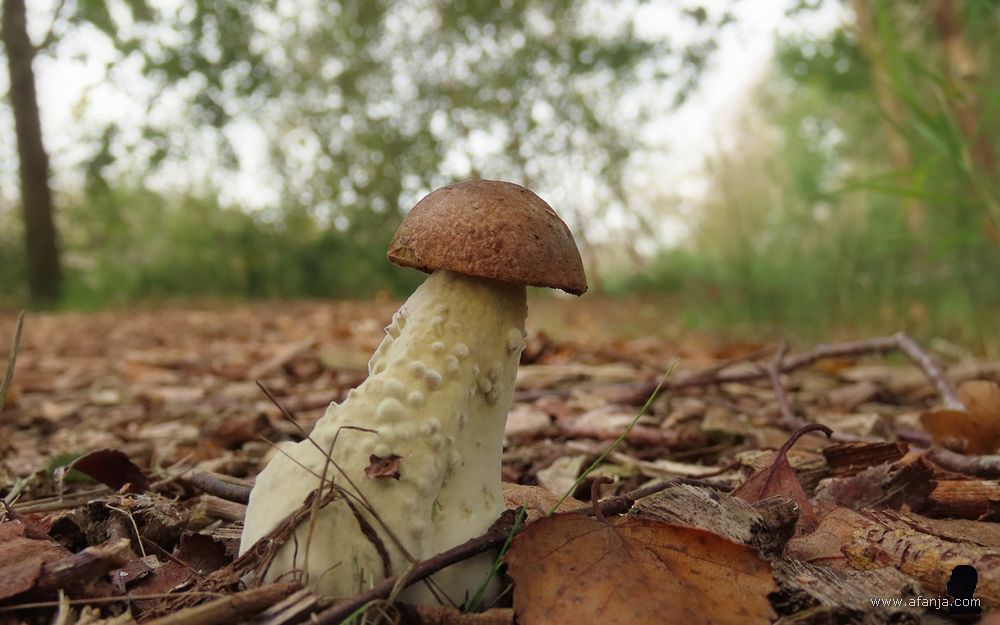 paddenstoel in de Deelen (1)