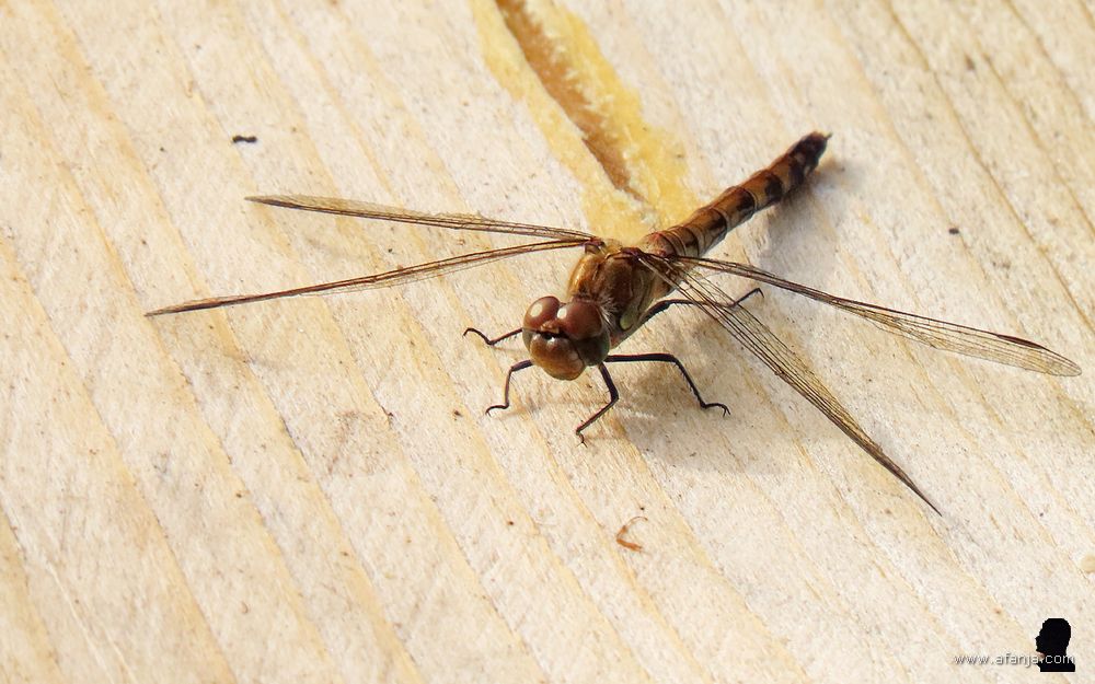 libel zoekt de warmte van de houten vlonder op