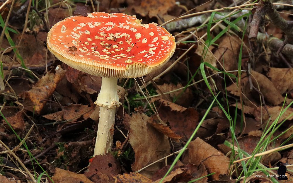 vliegenzwam met strontvlieg