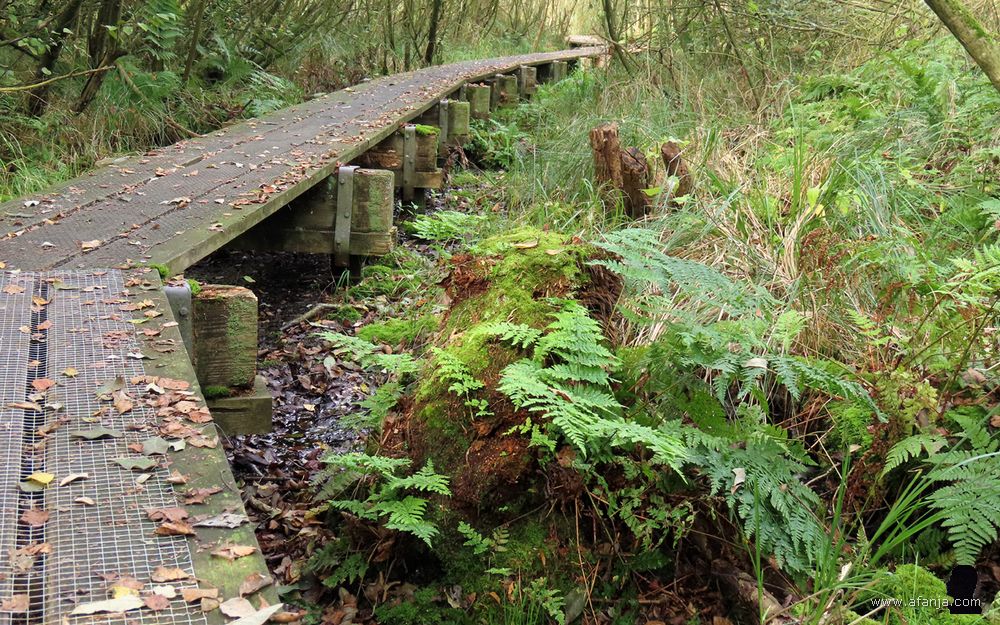 vlonderpad door het broekbos