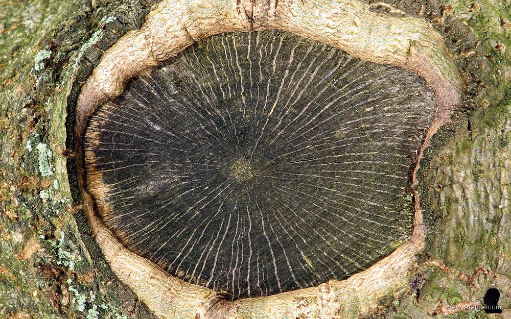 een boom met een soort van alziend oog