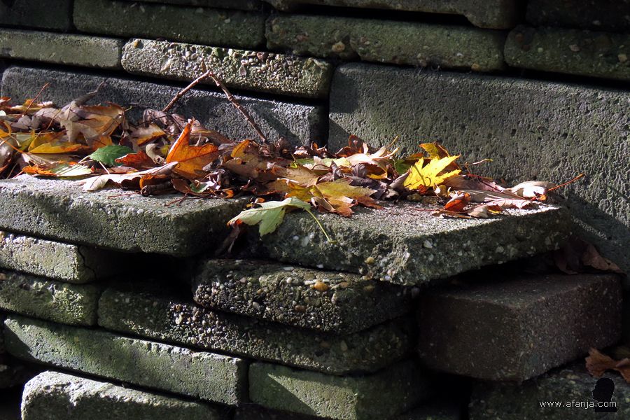 herfstbladeren in de Ecokathedraal