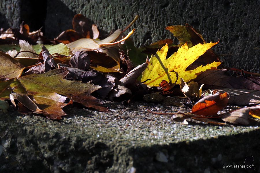 een felgeel herfstblad in de Ecokathedraal