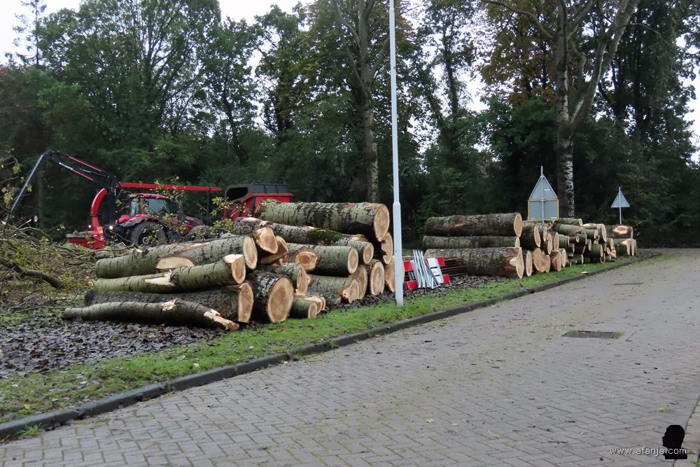 meer omgezaagde bomen