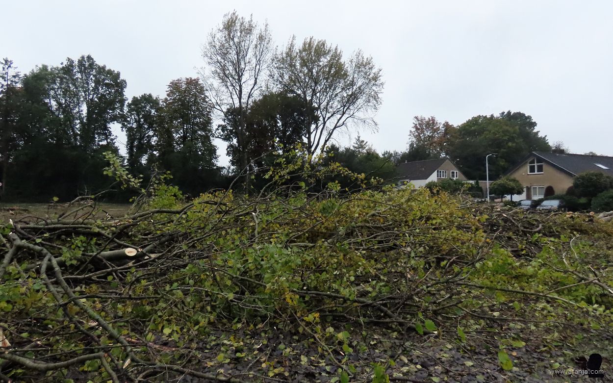snoeiwerk aan de Eikesingel