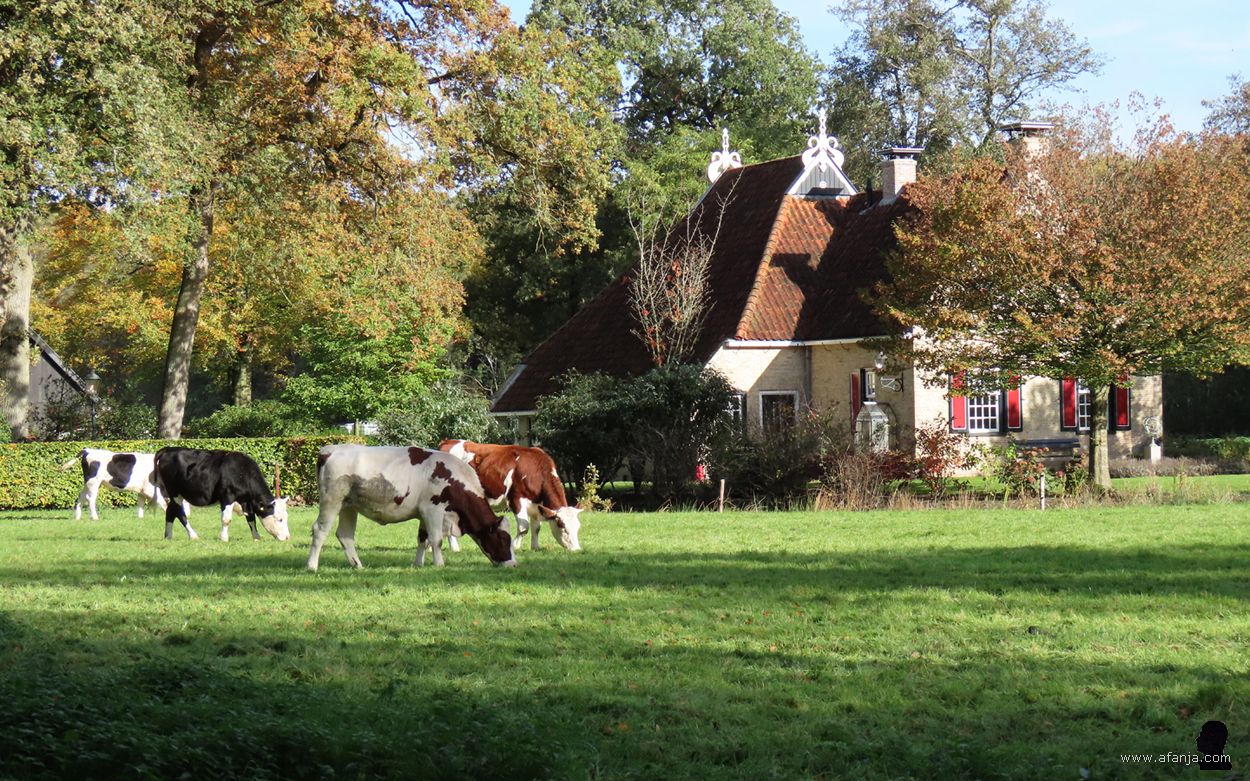 jongvee in de wei bij Bethlehem