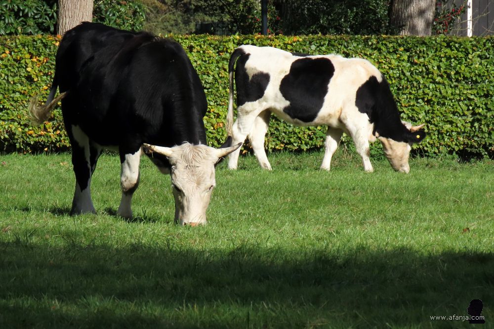 grazend jongvee in de wei