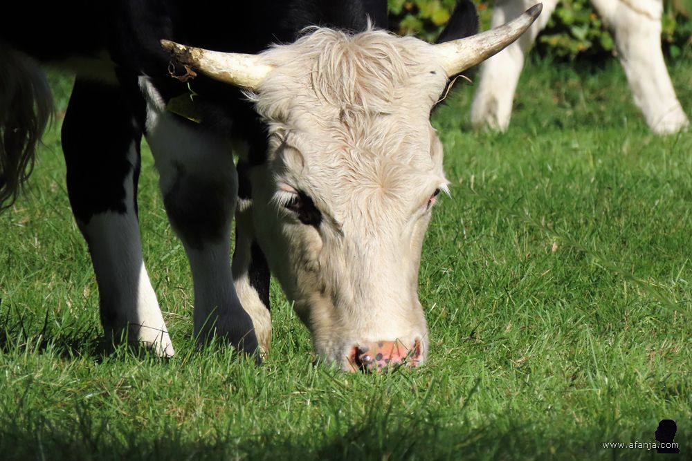 een gehoornde grazer in close-up