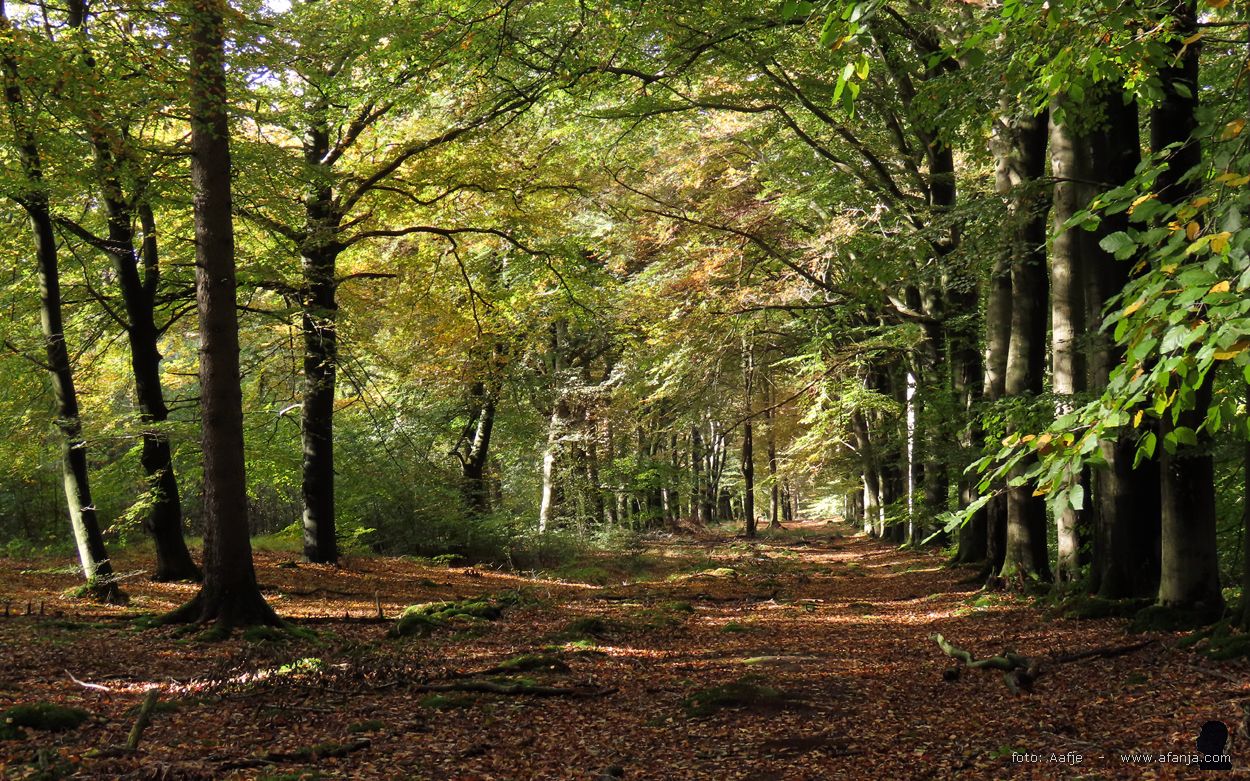 het bos begint te kleuren