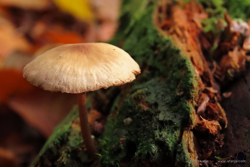 kleine paddenstoel op een oude afgebroken tak