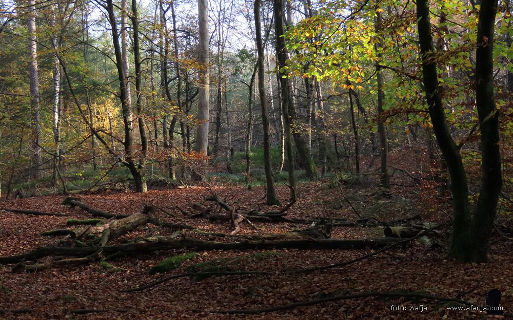 lang leve afgevallen takken in het bos