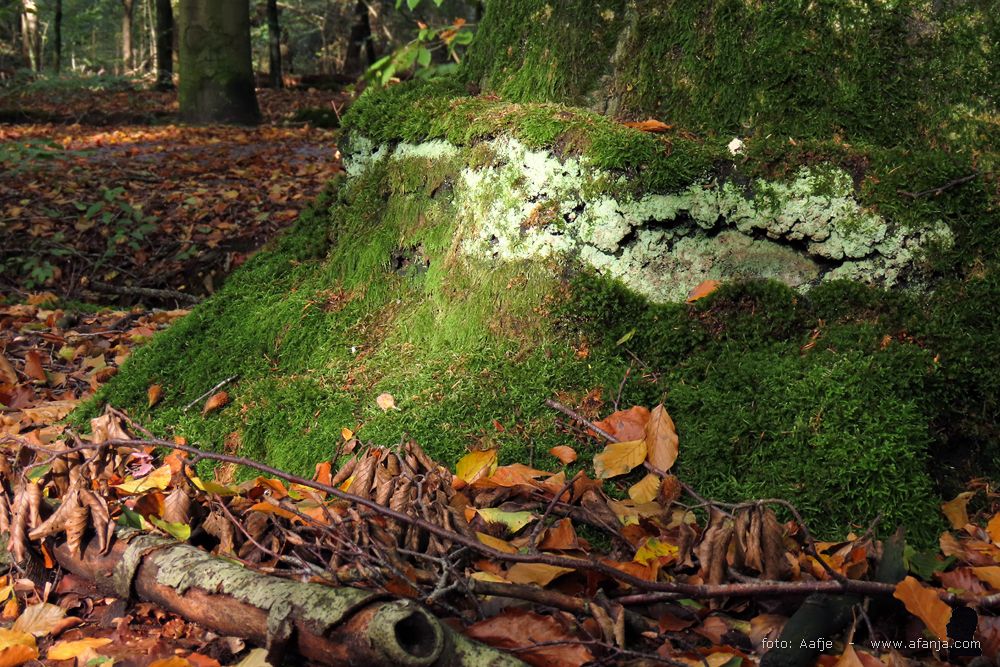 een straaltje zonlicht op de bemoste voet van een oude woudreus