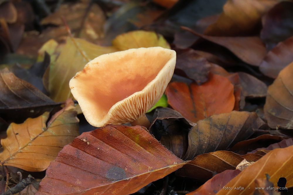 paddenstoel tussen de herfstbladeren