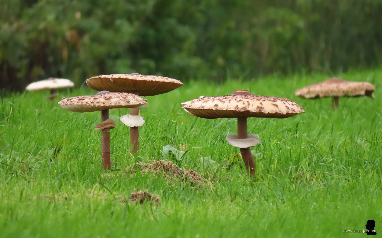 grote parasolzwammen bij Earnewâld (2)