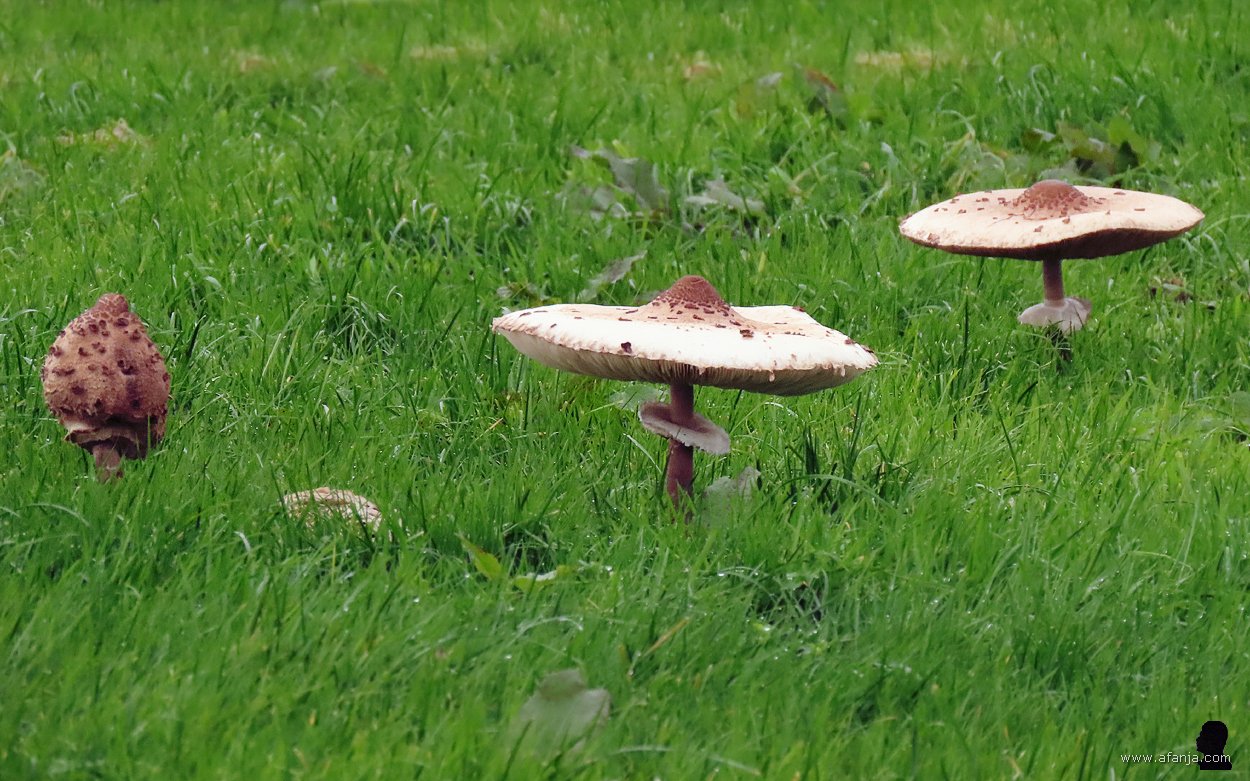 grote parasolzwammen bij Earnewâld (3)