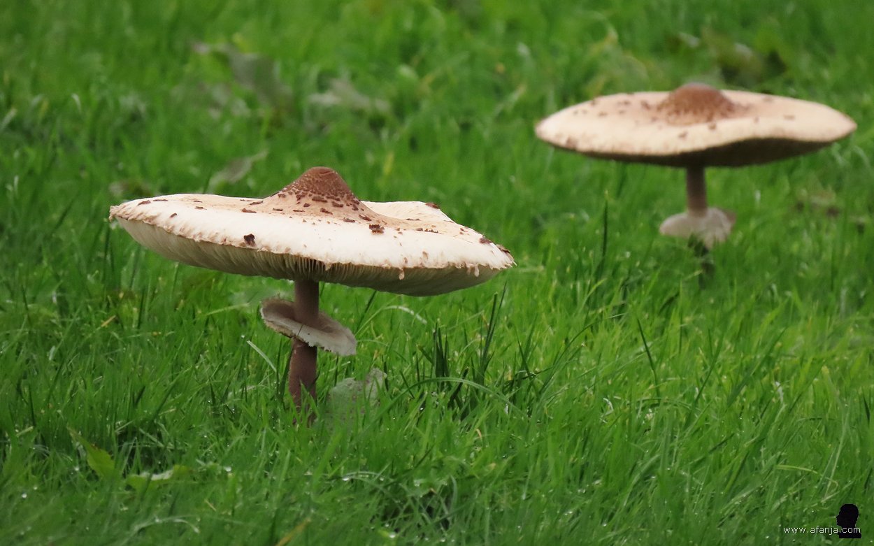 grote parasolzwammen bij Earnewâld (4)