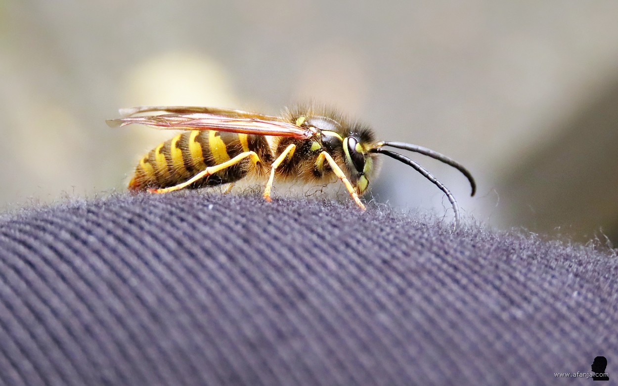 de wesp liep eens naar rechts