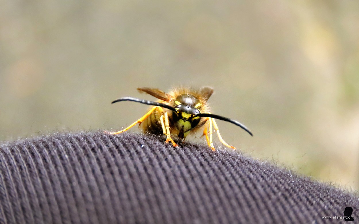 halverwege wendde de wesp zich weer tot mij
